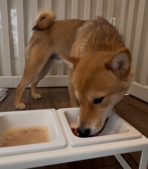 食べムラ改善後のこむぎちゃんの写真